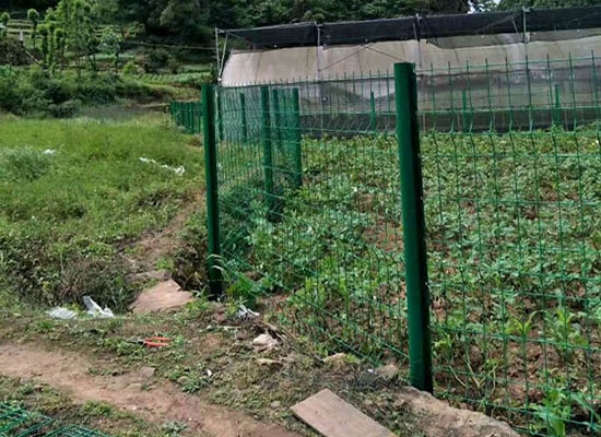 重慶桃形柱好色先生TV版下载